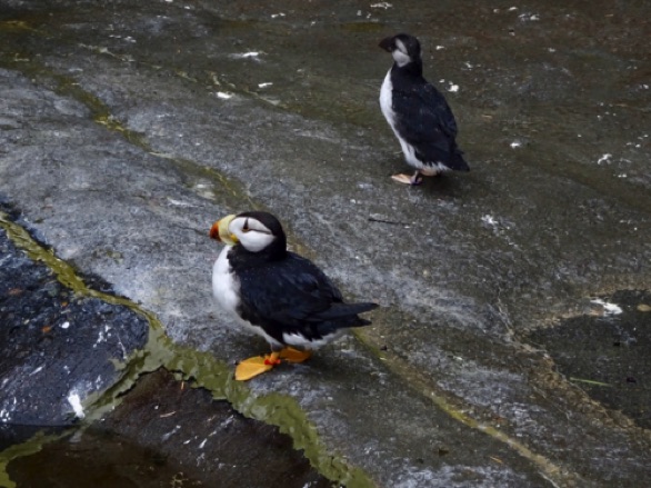 Puffins